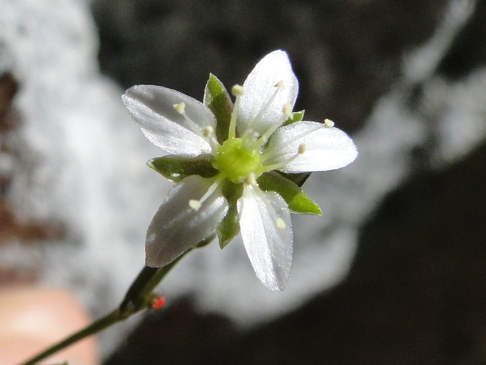 Moehringia glaucovirens / Moehringia verde-glauca